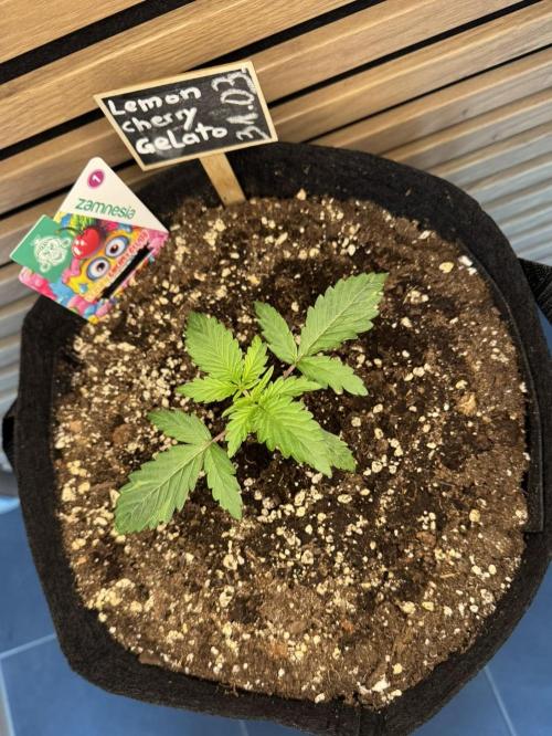 Lemon Cherry Gelato Automatic. Week 2
