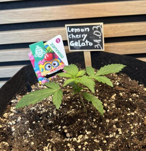 Lemon Cherry Gelato Automatic. Week 2