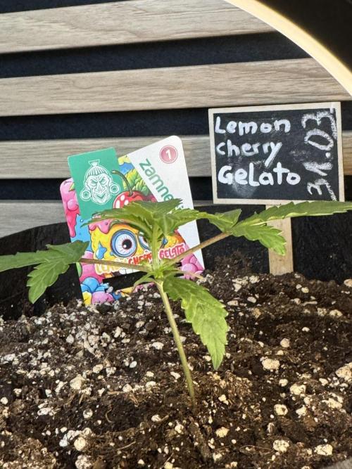 Lemon Cherry Gelato Automatic. Week 2