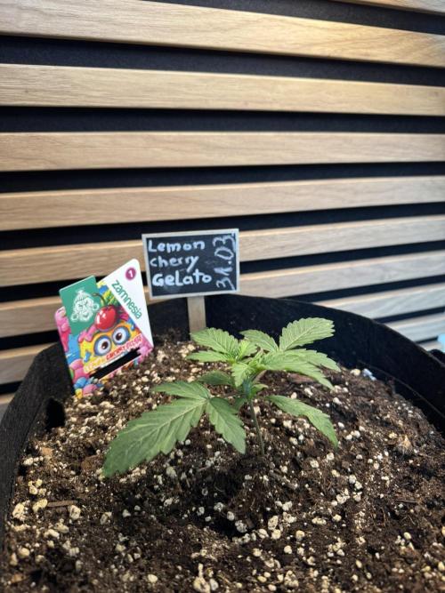Lemon Cherry Gelato Automatic. Week 2