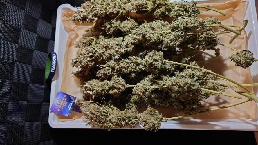Sticky Broccoli Auto - Eternity Cup 2026. Week 12