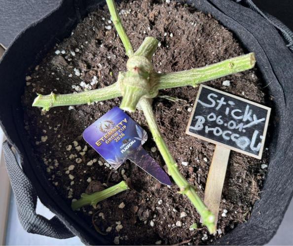 Sticky Broccoli Auto - Eternity Cup 2026. Week 12