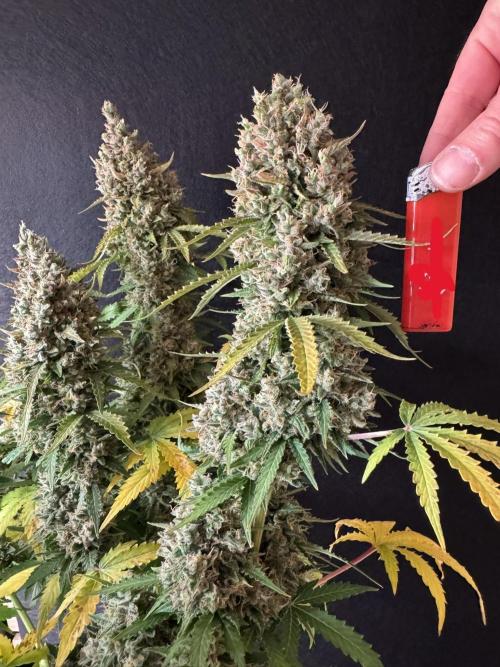 Sticky Broccoli Auto - Eternity Cup 2026. Week 12