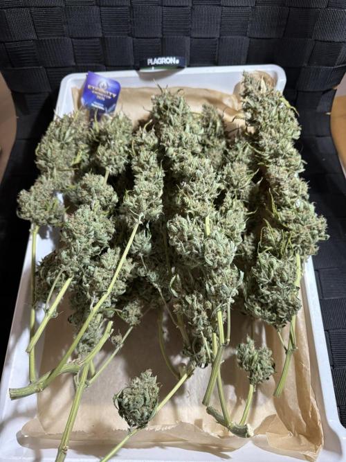Sticky Broccoli Auto - Eternity Cup 2026. Week 12