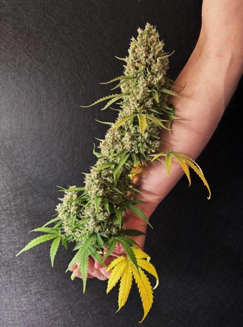 Sticky Broccoli Auto - Eternity Cup 2026. Week 12