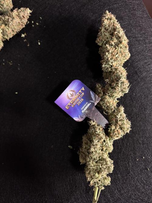 Sticky Broccoli Auto - Eternity Cup 2026. Week 12
