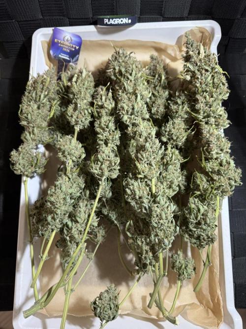 Sticky Broccoli Auto - Eternity Cup 2026. Week 12