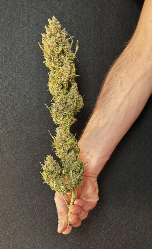 Sticky Broccoli Auto - Eternity Cup 2026. Week 12