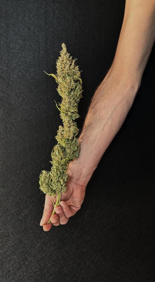 Sticky Broccoli Auto - Eternity Cup 2026. Week 12