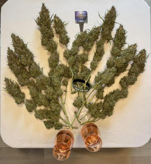 Sticky Broccoli Auto - Eternity Cup 2026. Week 12
