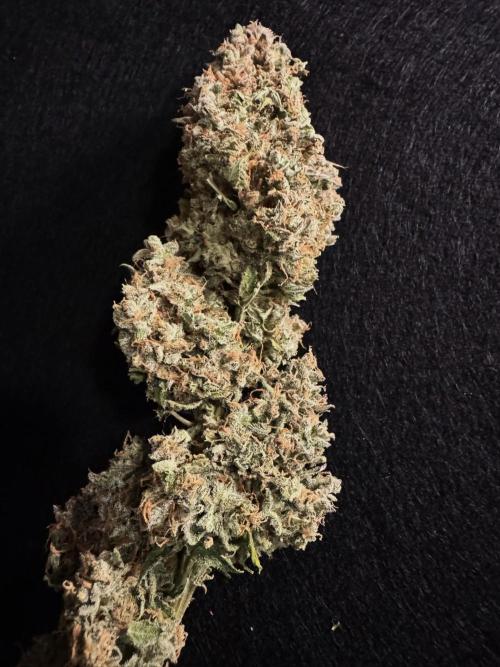 Sticky Broccoli Auto - Eternity Cup 2026. Week 12