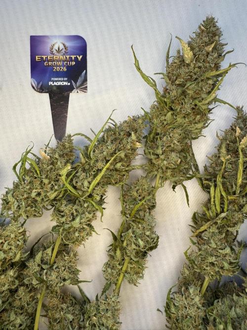 Sticky Broccoli Auto - Eternity Cup 2026. Week 12