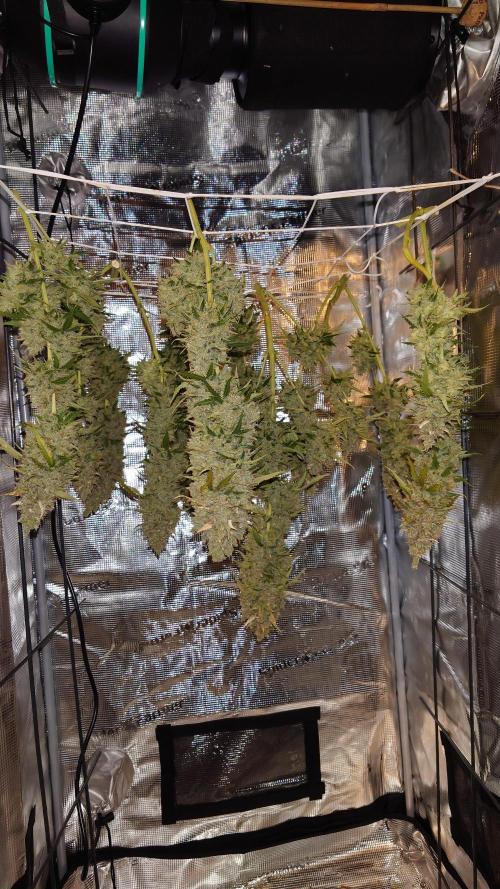 Sticky Broccoli Auto - Eternity Cup 2026. Week 12