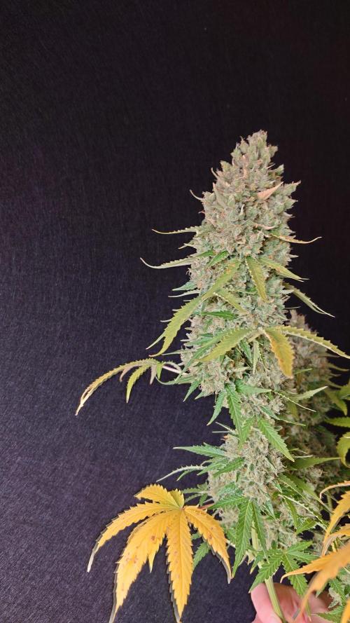 Sticky Broccoli Auto - Eternity Cup 2026. Week 12