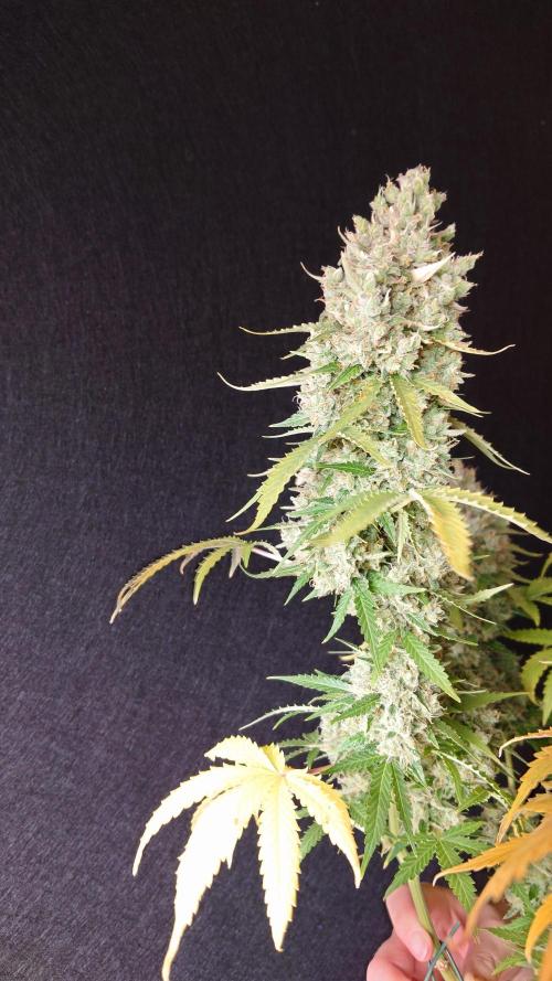 Sticky Broccoli Auto - Eternity Cup 2026. Week 12