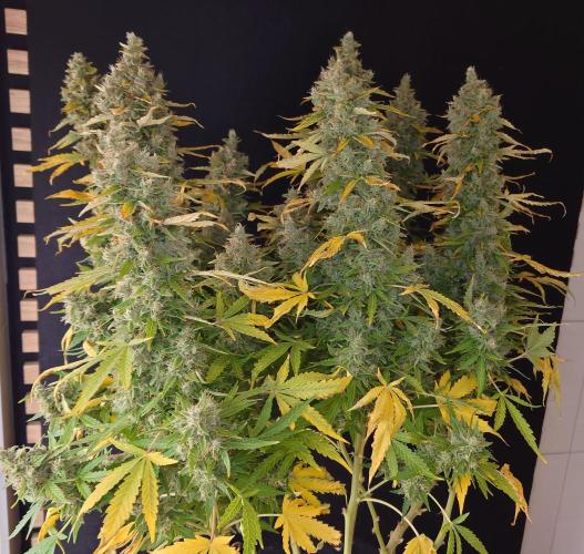 Kush Mints Auto - Super Strains. Week 13