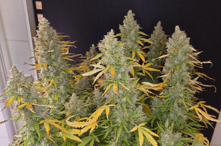 Kush Mints Auto - Super Strains. Week 13