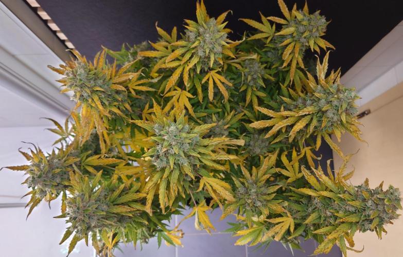 Kush Mints Auto - Super Strains. Week 13