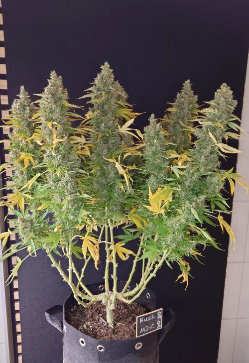 Kush Mints Auto - Super Strains. Week 13