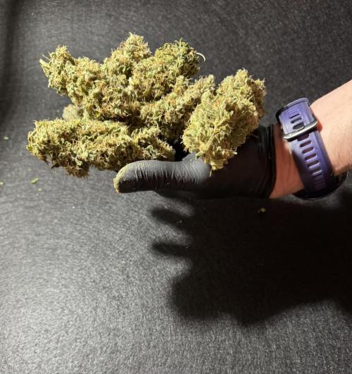 Kush Mints Auto - Super Strains. Week 13