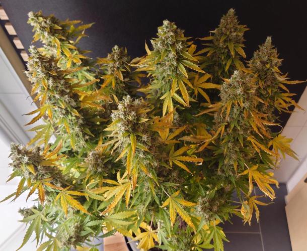 Kush Mints Auto - Super Strains. Week 13