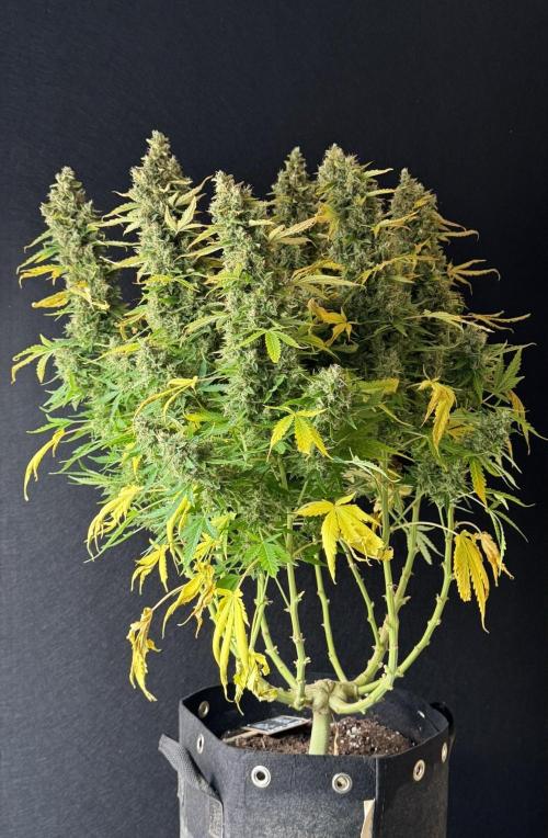Kush Mints Auto - Super Strains. Week 13