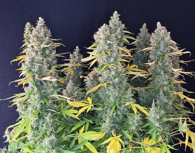 Kush Mints Auto - Super Strains. Week 13