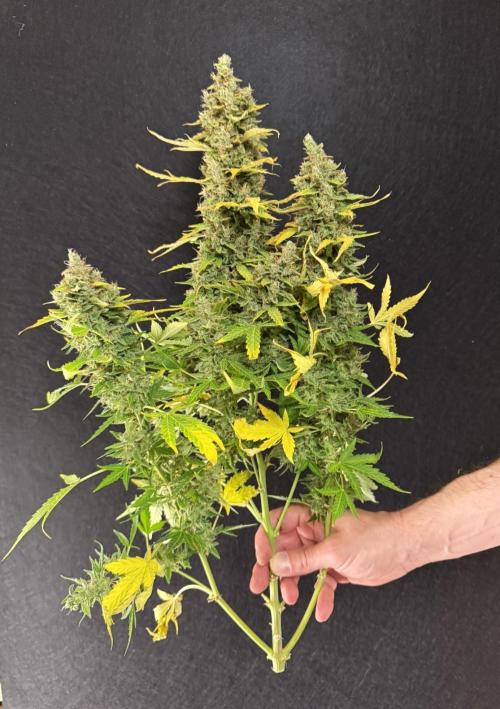 Kush Mints Auto - Super Strains. Week 13