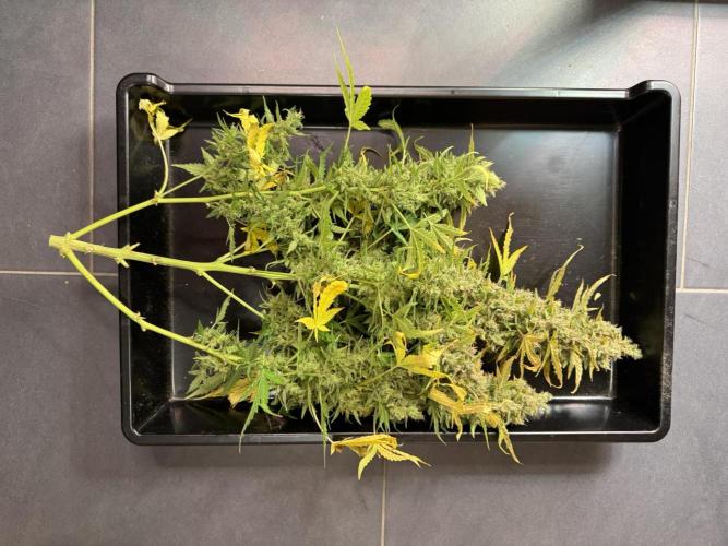 Kush Mints Auto - Super Strains. Week 13