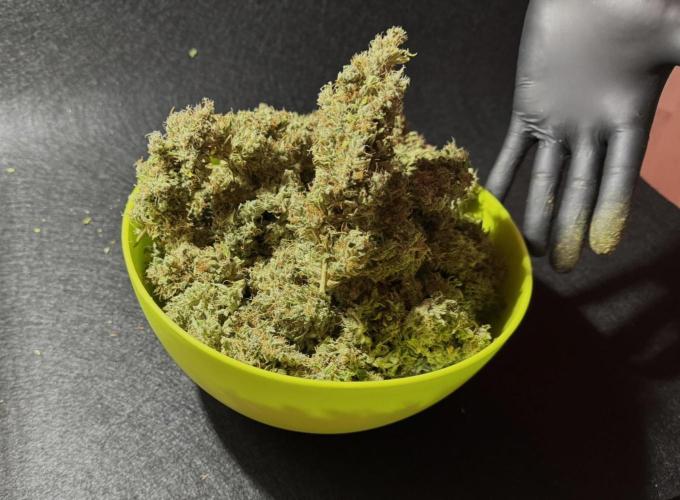Kush Mints Auto - Super Strains. Week 13