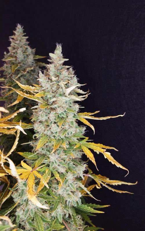 Kush Mints Auto - Super Strains. Week 13