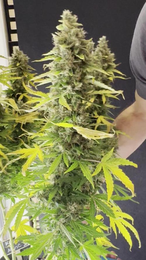 Kush Mints Auto - Super Strains