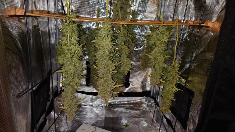 Kush Mints Auto - Super Strains. Week 13