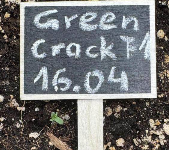 Green Crack F1 Auto. Week 0