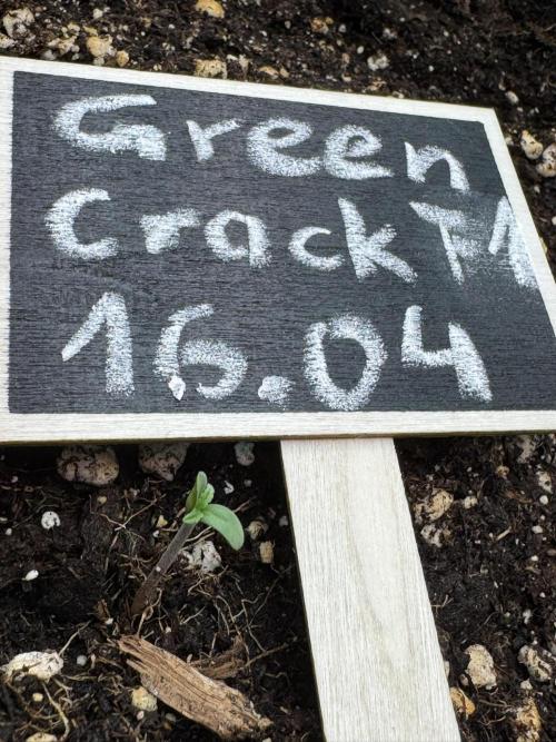 Green Crack F1 Auto. Week 0