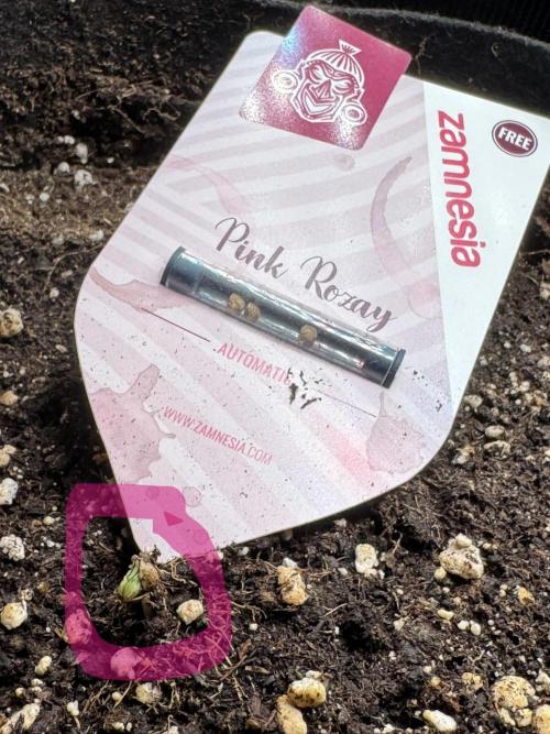 Pink Rozay Auto. Week 0