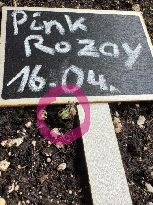 Pink Rozay Auto. Week 0