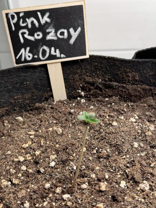 Pink Rozay Auto. Week 0