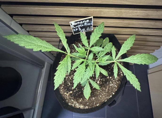 Banana Purple Punch Auto RF3. Week 3