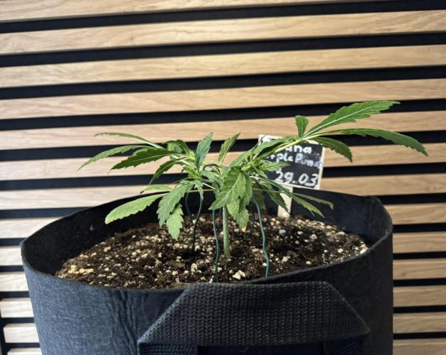 Banana Purple Punch Auto RF3. Week 3