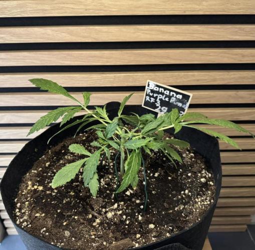 Banana Purple Punch Auto RF3. Week 3