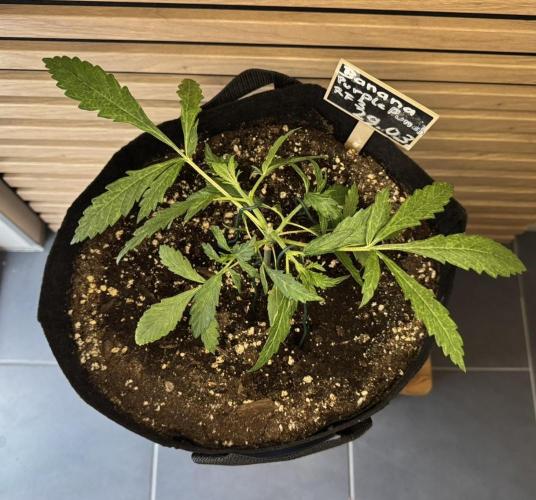 Banana Purple Punch Auto RF3. Week 3