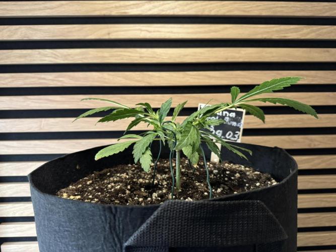 Banana Purple Punch Auto RF3. Week 3