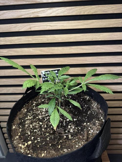 Banana Purple Punch Auto RF3. Week 3