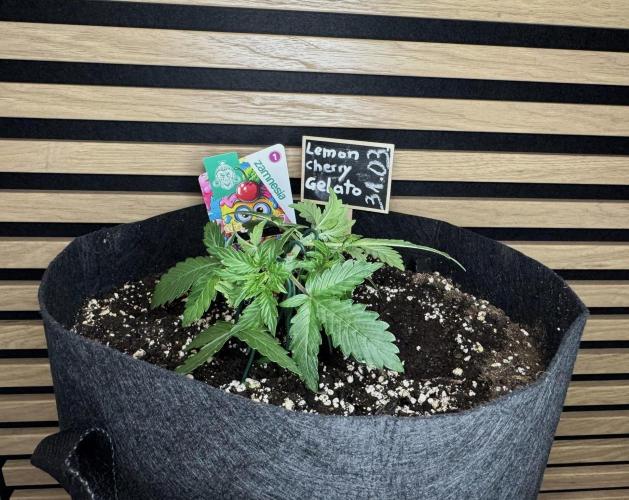 Lemon Cherry Gelato Automatic. Week 3