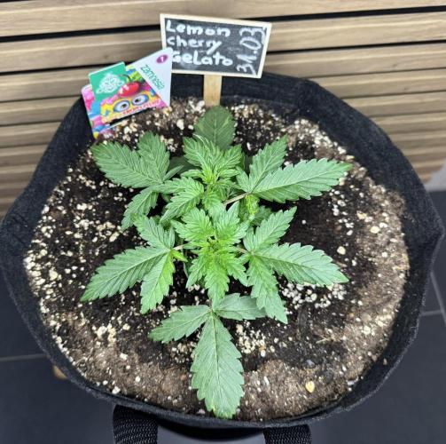 Lemon Cherry Gelato Automatic. Week 3