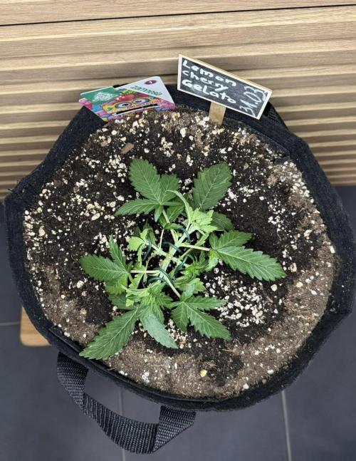 Lemon Cherry Gelato Automatic. Week 3