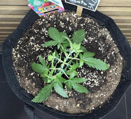 Lemon Cherry Gelato Automatic. Week 3