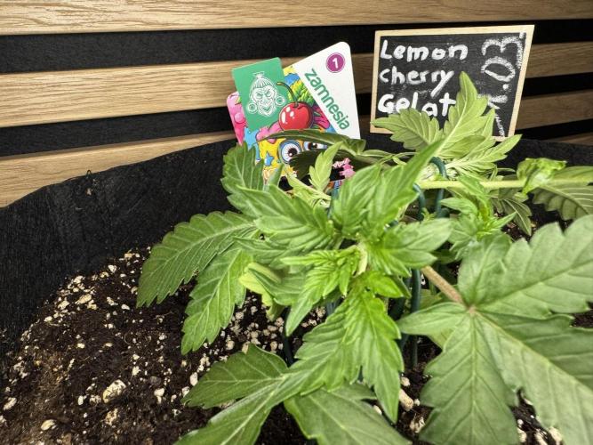 Lemon Cherry Gelato Automatic. Week 3