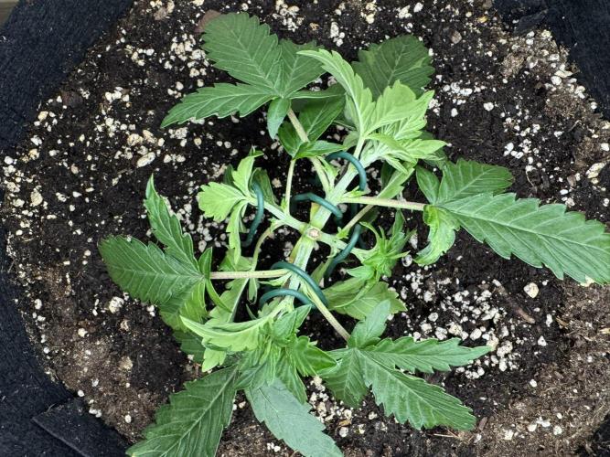 Lemon Cherry Gelato Automatic. Week 3
